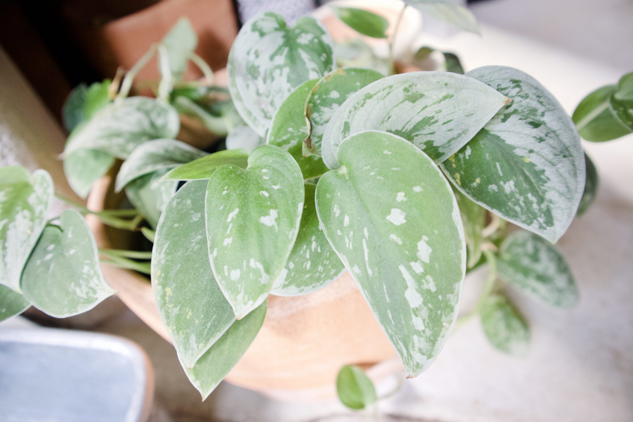 超希少】発根済み スキンダプサス・ピクタス・マハリカ 斑入り トップ