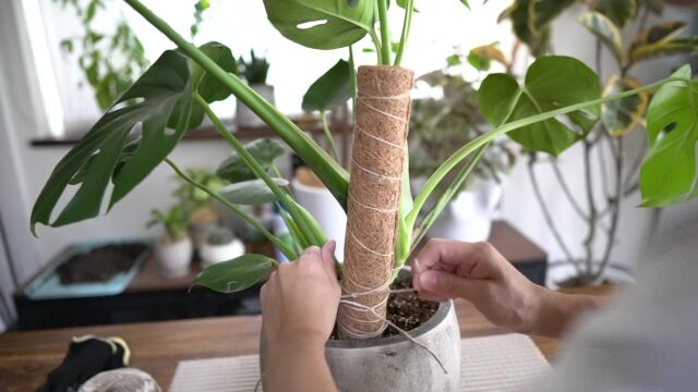 観葉植物といえばモンステラ 基本情報と育て方 支柱の方法も 世田谷のボタニカルカフェ くるみどり